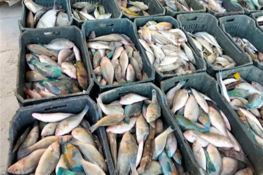 سعر السمك البلطي والجمبري في سوق العبور اليوم الأربعاء 17 ديسمبر 2025