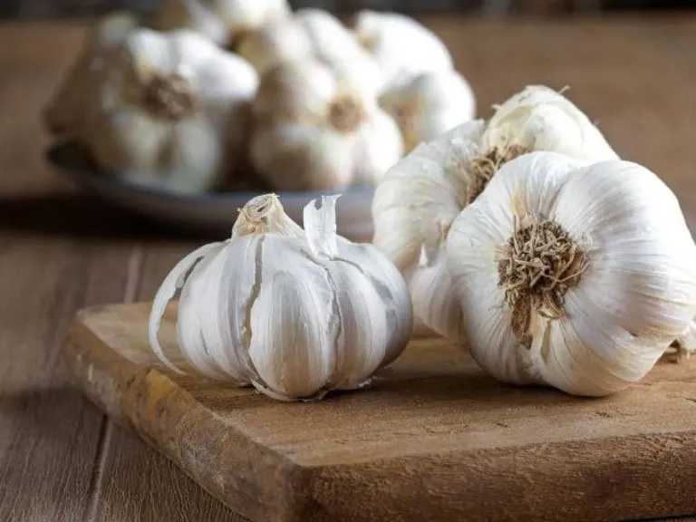 نتائج مذهلة.. هل الثوم سيصبح بديل لغسول الفم؟