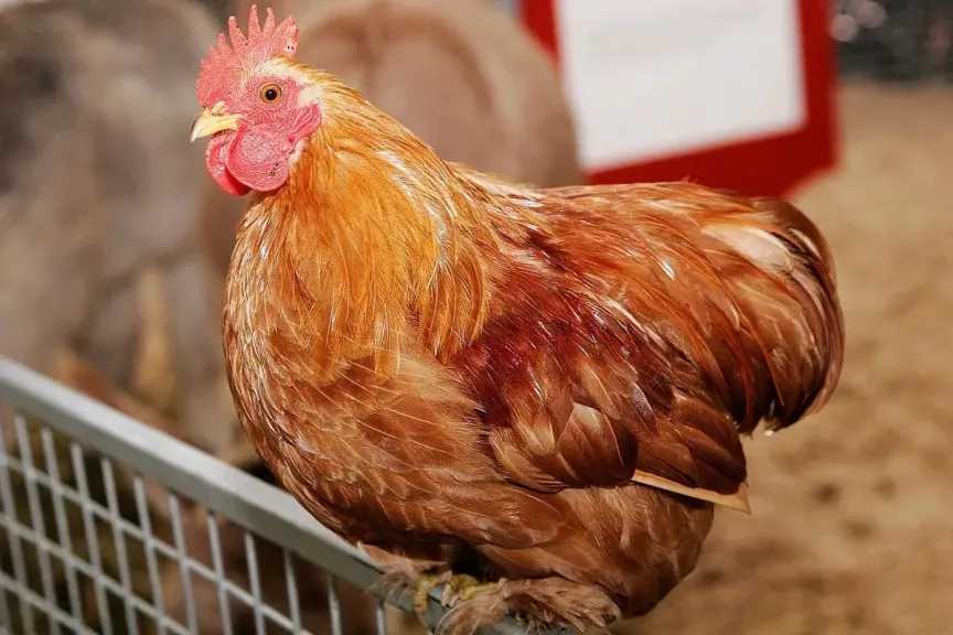 بشرى في بورصة الدواجن.. تحركات جديدة في سعر الفراخ البيضاء اليوم الأحد