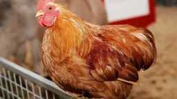 بشرى في بورصة الدواجن.. تحركات...