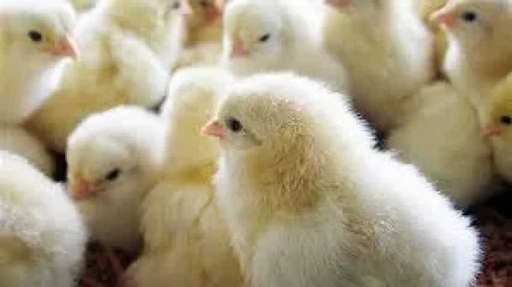 أسعار الكتاكيت اليوم الأربعاء 7 يناير 2026 في بورصة الدواجن والمزارع.. تفاوت ملحوظ