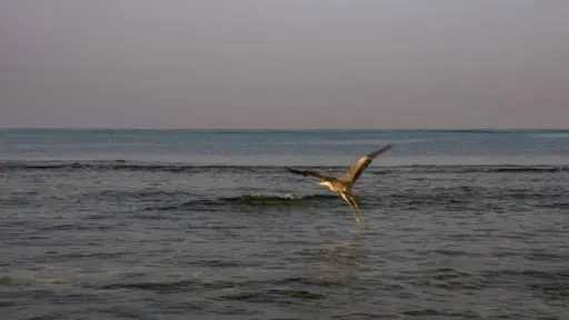 أخبار عربية