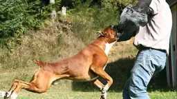 أخبار عالمية