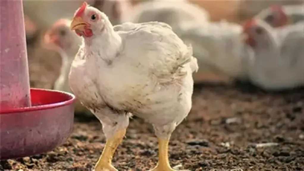 ارتفاع ملحوظ.. سعر الفراخ اليوم الاثنين 2 فبراير 2026 في السوق المصرية