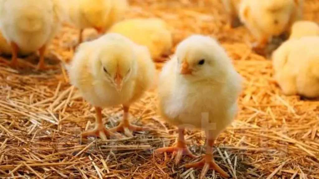 تحديث بورصة الدواجن.. سعر الكتكوت الأبيض اليوم مع اقتراب رمضان