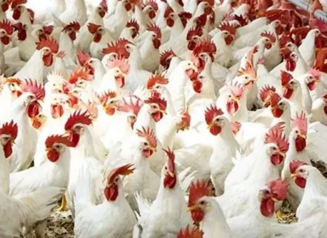 ارتفاع حاد مع بداية رمضان.. كم وصلت أسعار الفراخ البيضاء اليوم 16 فبراير 2026؟