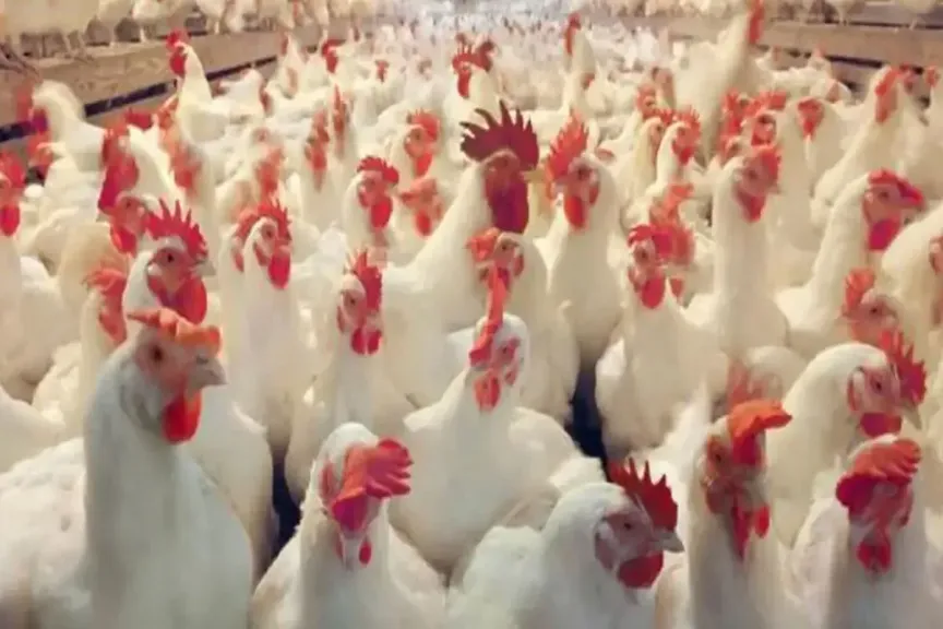 تراجع أسعار الدواجن ينعكس على الأسواق.. قائمة أسعار 7 سلع أساسية في رمضان 2026