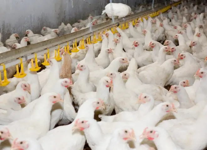 عاجل.. تحديث سعر الفراخ البيضاء اليوم الأربعاء بعد الزيادة الأخيرة