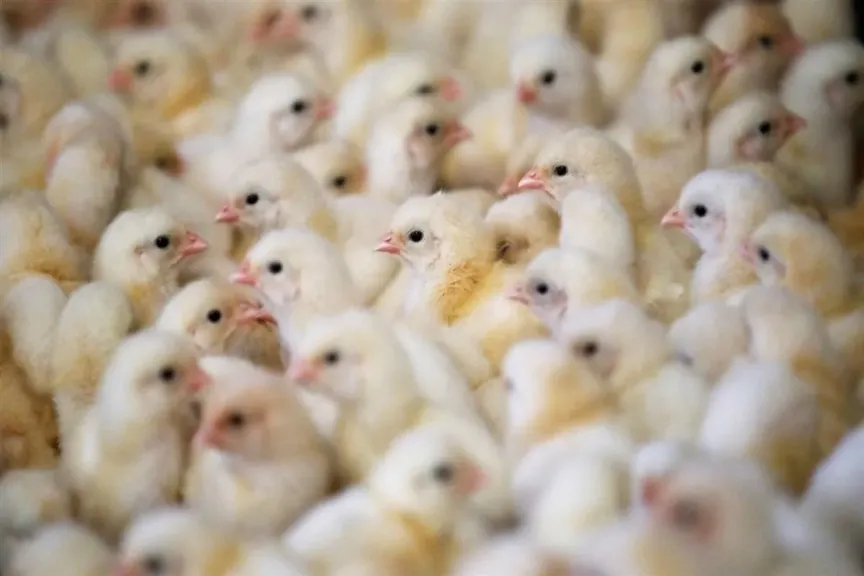 انهيار مفاجئ في أسعار الكتاكيت.. سعر الكتكوت الأبيض يتراجع 5 جنيهات في الشركات