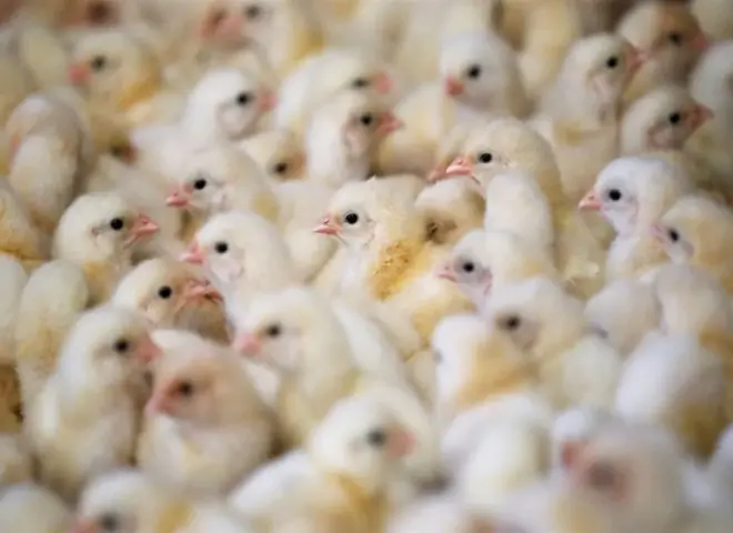 انهيار مفاجئ في أسعار الكتاكيت.. سعر الكتكوت الأبيض يتراجع 5 جنيهات في الشركات