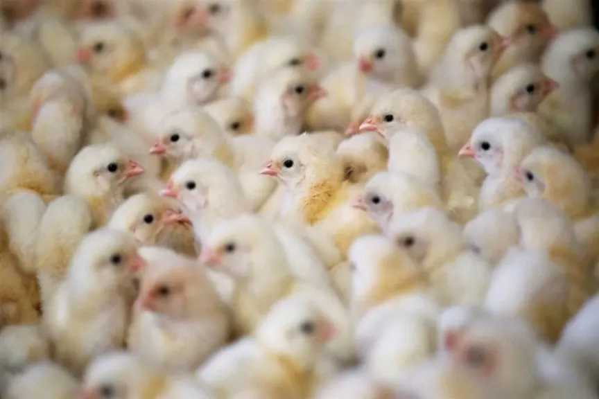 انهيار مفاجئ في أسعار الكتاكيت.. سعر الكتكوت الأبيض يتراجع 5 جنيهات في الشركات