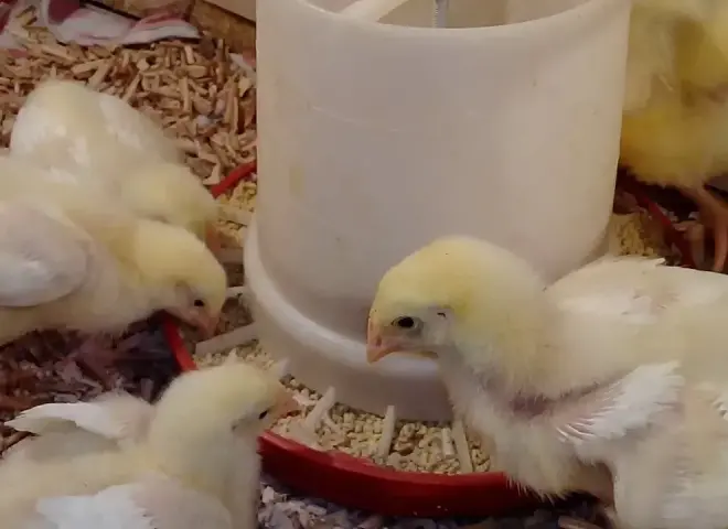 كم سعر الكتكوت الأبيض اليوم؟ أسعار الكتاكيت في بورصة الدواجن المصرية السبت 7 مارس 2026