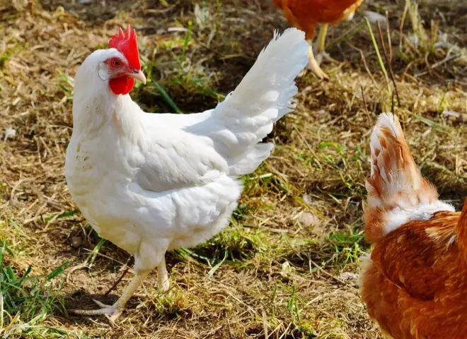 قفزة أم استقرار؟.. سعر الفراخ البيضاء اليوم في مصر: السبت 7 مارس 2026