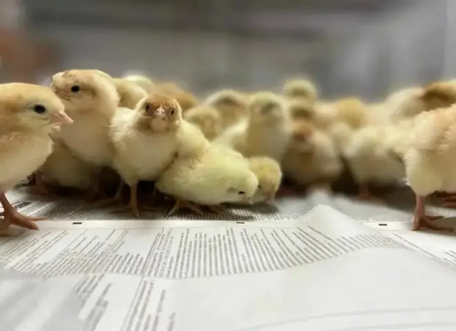 قفزة بـ 5 جنيهات.. سعر الكتكوت الأبيض اليوم الثلاثاء 10 مارس 2026 في مصر