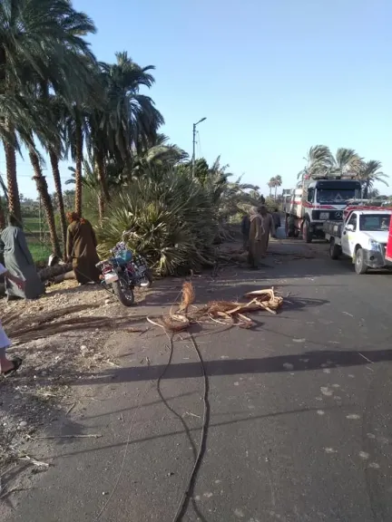 عاصفة ترابية تضرب قنا.. سقوط نخلة يوقف المرور في السمطا على طريق مصر أسوان