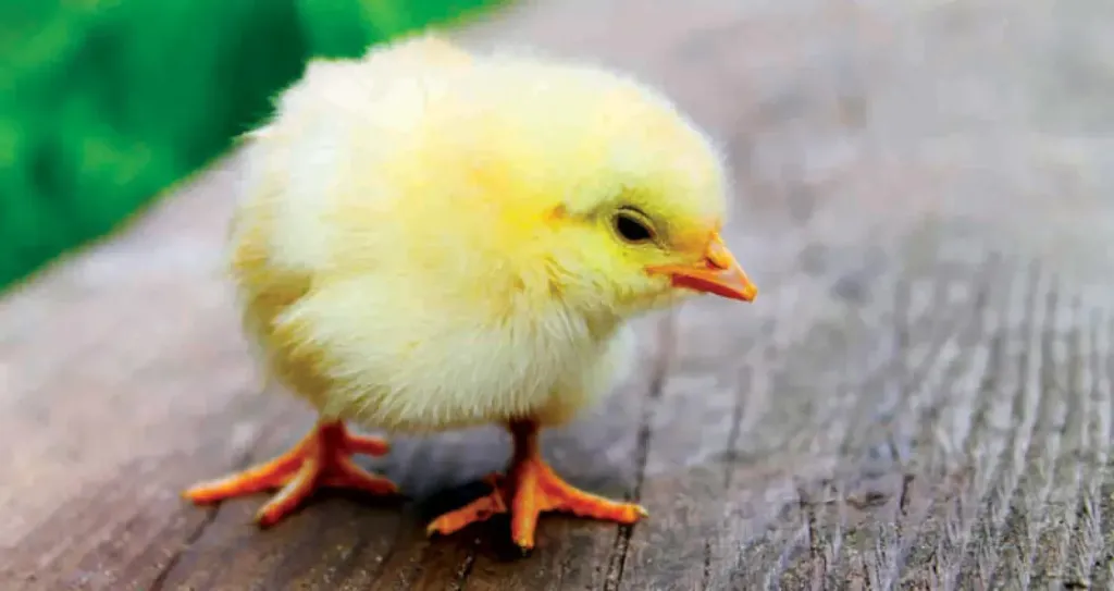 سعر الكتكوت الأبيض اليوم