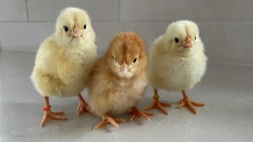 خبر محزن للمربين..أسعار الكتاكيت اليوم الجمعة 27 مارس 2026 في الأسواق المصرية