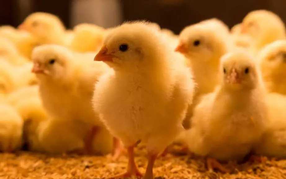 هبوط جديد يضرب السوق.. سعر الكتكوت الأبيض اليوم السبت 29 مارس 2026 في مصر