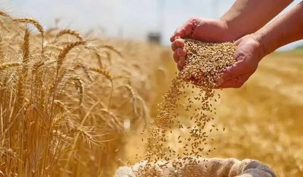 وزارة التموين المصرية تصدر قرارًا جديدًا لتنظيم استلام وتداول القمح المحلي.. إليك التفاصيل