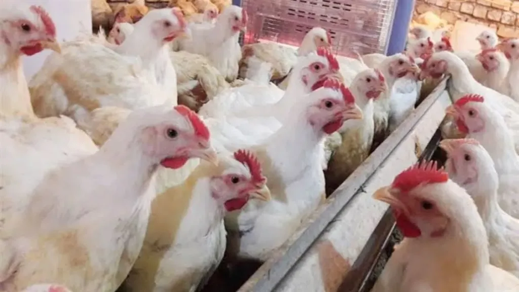 سعر الفراخ البيضاء اليوم