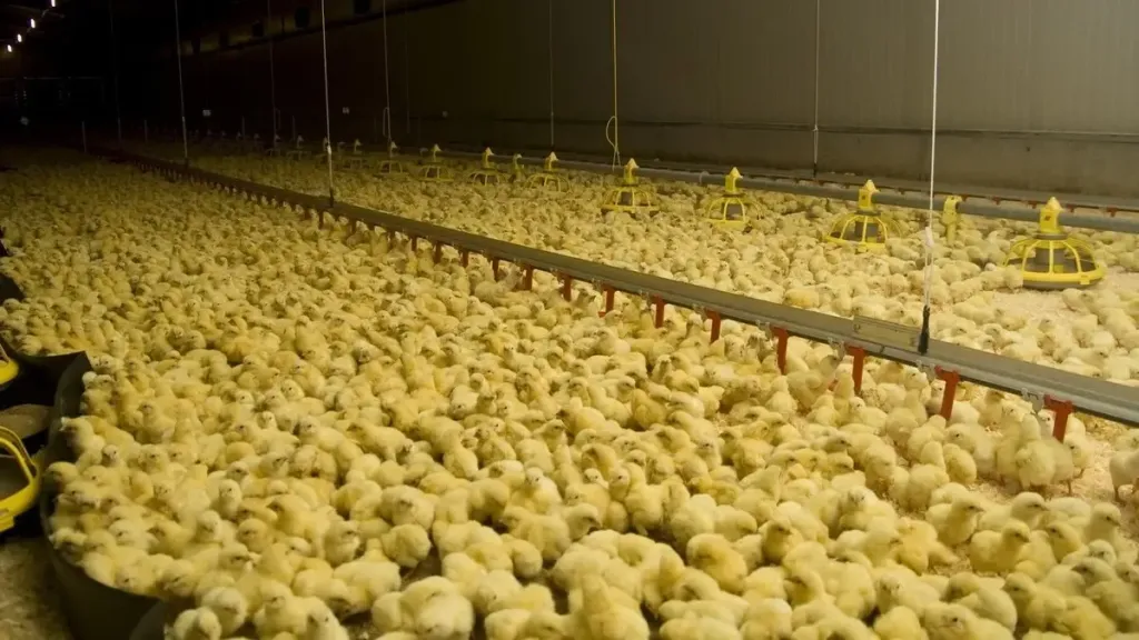 يقترب من الـ 30 جنيهًا.. سعر الكتكوت الأبيض اليوم الأحد 5 أبريل 2026 في الأسواق المصرية