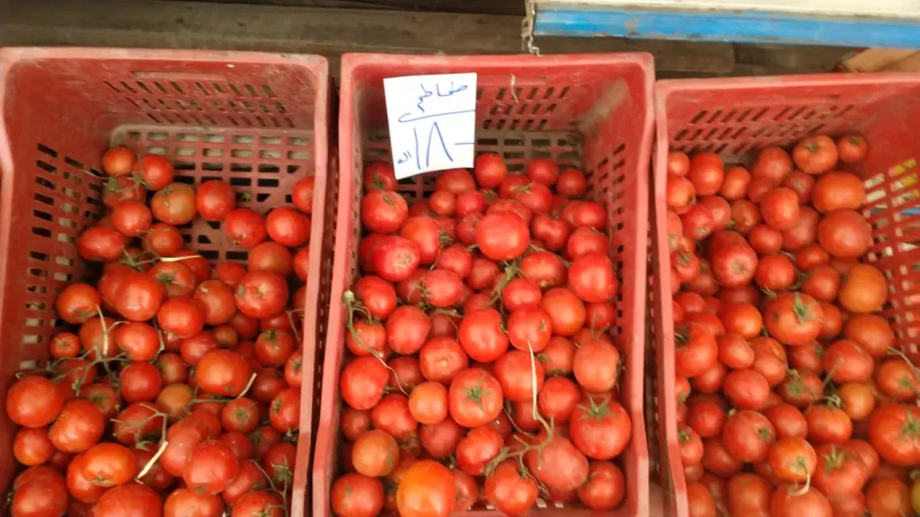خطوة جديدة لضبط الأسواق.. وزارة التموين والتجارة الداخلية تطرح الطماطم بأسعار تنافسية