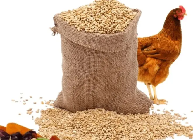 ارتفاع سعر العلف 25%.. كيف يؤثر الدولار على قطاع الدواجن؟