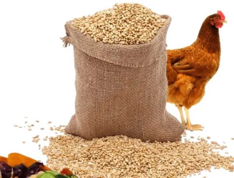 ارتفاع سعر العلف 25%.. كيف يؤثر الدولار على قطاع الدواجن؟