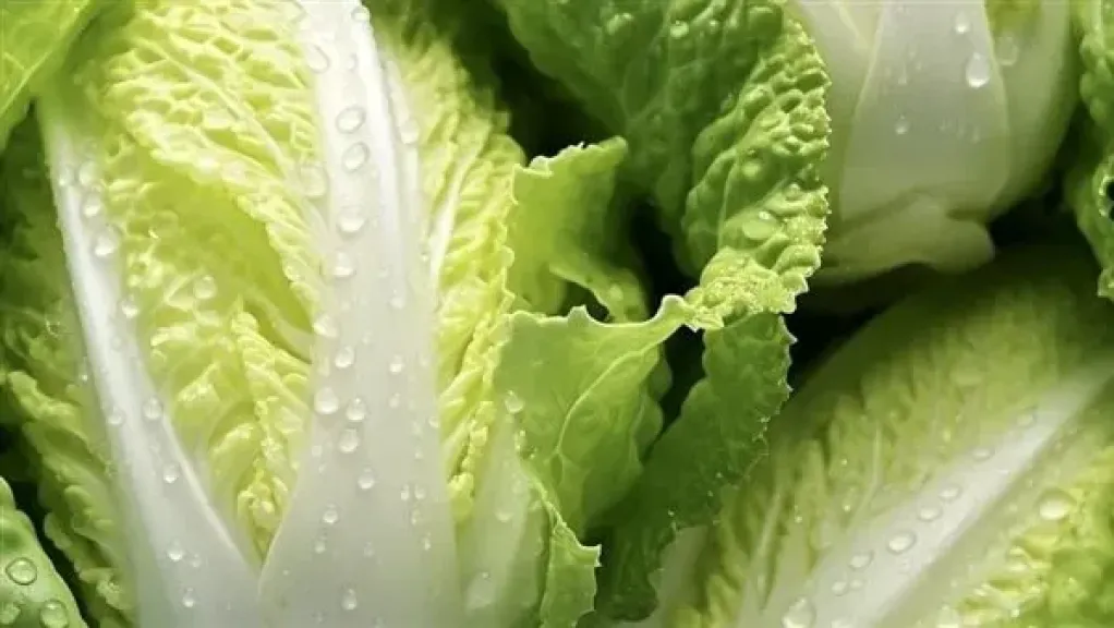 لماذا يُفضل تقديم الخس الكابوتشا مع الرنجة في شم النسيم؟.. فوائد صحية لا تعرفها