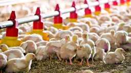 يقترب من الـ 37 جنيهًا.....