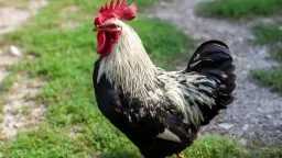 مفاجأة في عيد الأقباط.. سعر...