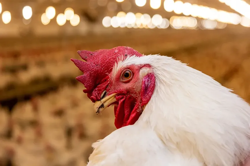 أسعار بورصة الدواجن اليوم… تحركات مفاجئة تهم المستهلكين