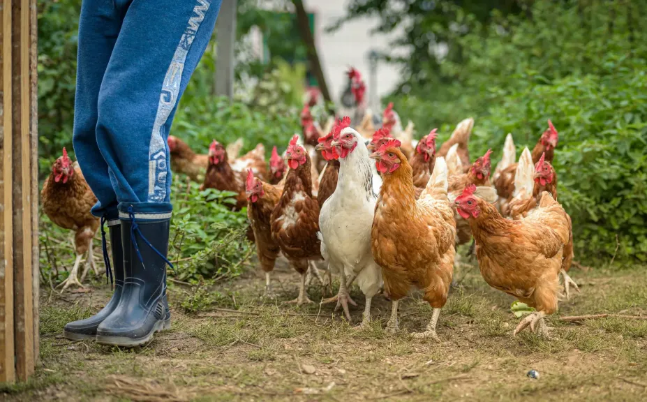 بين العرض والطلب… أسعار الدواجن يوم الأربعاء 15 ابريل 2026