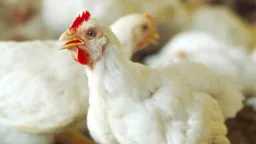 مفاجأة في سعر الفراخ البيضاء...