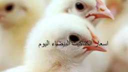 ارتفاع ولا ثبات؟.. سعر الكتكوت...