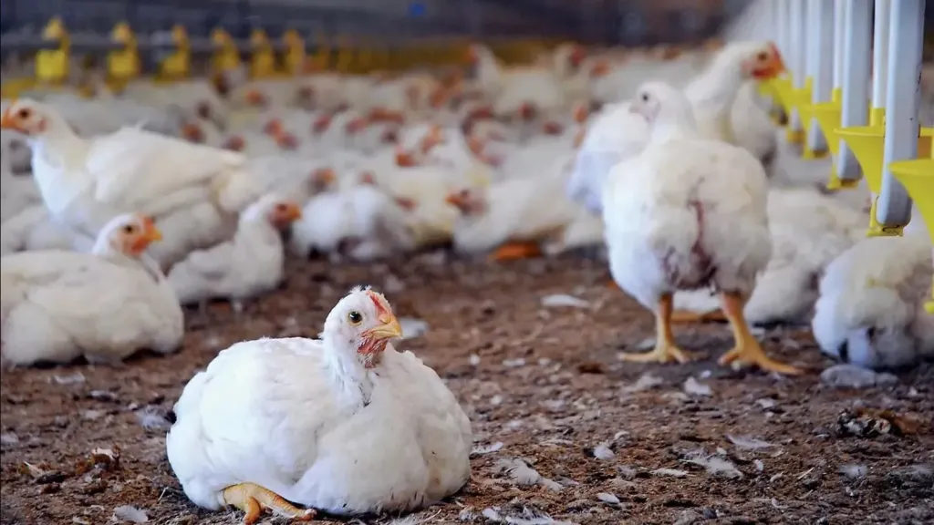 كم وصل الكيلو للمستهلك.. سعر الفراخ البيضاء اليوم الاثنين 20 أبريل 2026 في مصر