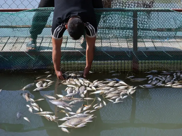 نفوق 300 طن من الأسماك... نهر دجلة تسبب في كارثة بالملايين