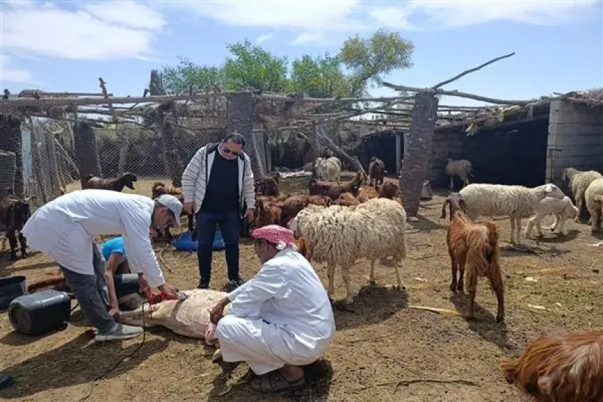 تحصين 3 ملايين رأس ماشية.. وزارة الزراعة تكافح جدري الأغنام والجلد العقدي