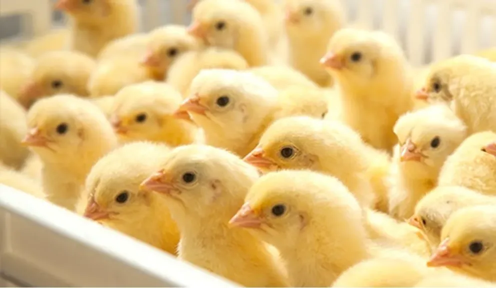 مفاجأة في سعر الكتكوت اليوم الثلاثاء 21 أبريل 2026 داخل بورصة الدواجن  في مصر