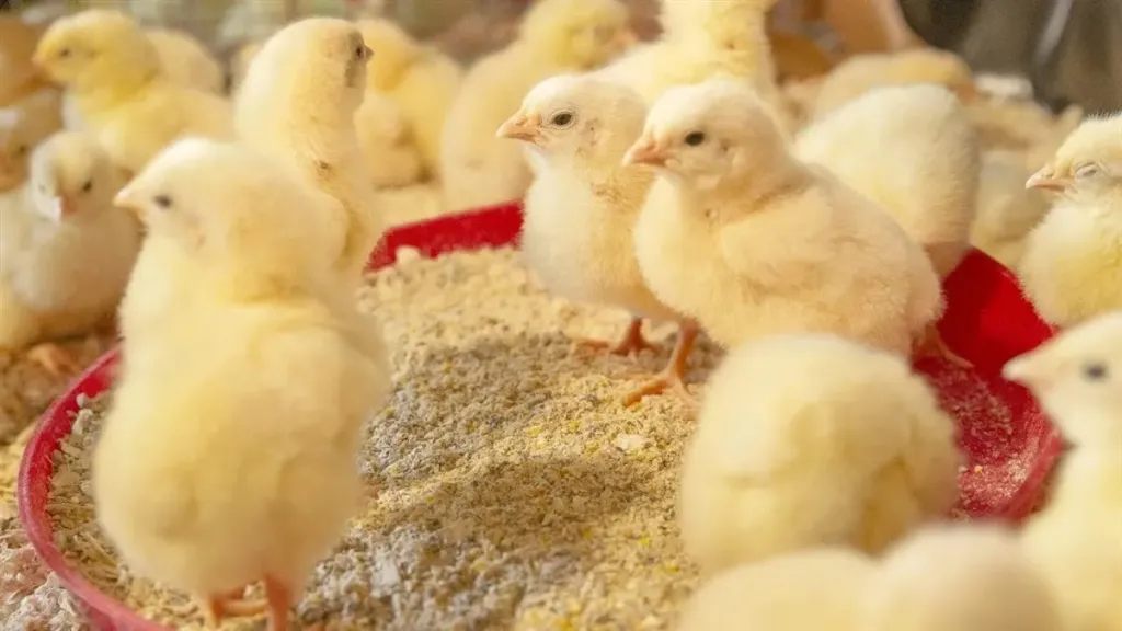 انفجار مفاجئ 10 جنيهات.. سعر الكتكوت الأبيض اليوم الأربعاء 22 أبريل 2026 بالأسواق المصرية