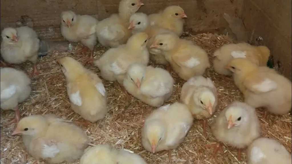 تراجع مفاجئ في سعر الكتكوت الأبيض اليوم الخميس 23 أبريل 2026 بالأسواق المصرية