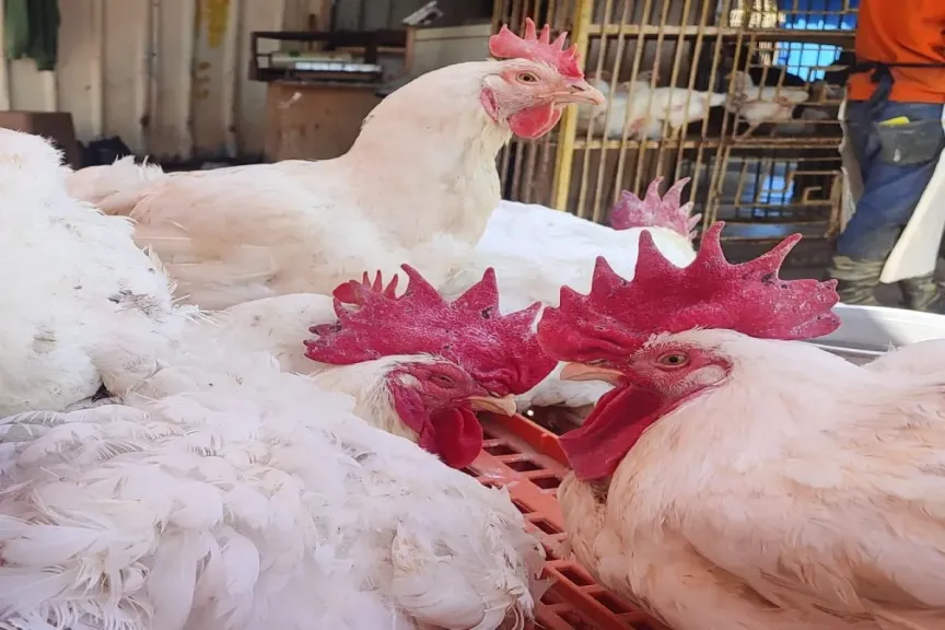 قفزة مفاجأة.. سعر الفراخ البيضاء اليوم السبت 25 أبريل 2026 في السوق المصري