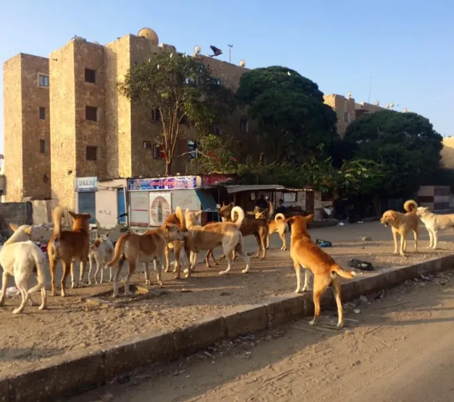 تسجيل حالات وفاة وإصابة بسبب عض الكلاب.. استغاثة الأهالي من انتشار الكلاب الضالة تدفع اللجان إلى وضع حلول