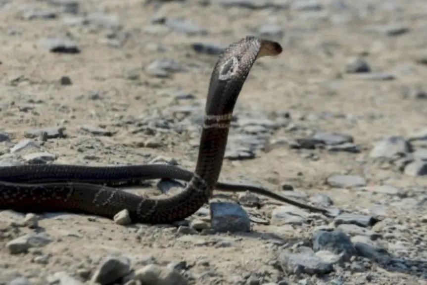 صدمة داخل مسجد.. أفعى ضخمة تشق صفوف المصلين وتوقف الصلاة فجأة