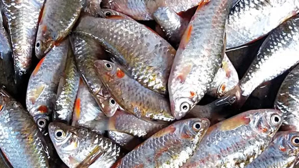 حملة أمنية تضبط متورطين في الصيد بالكهرباء داخل محافظة الفيوم لحماية الثروة السمكية