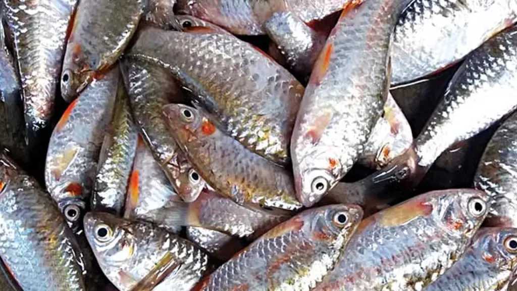 حملة أمنية تضبط متورطين في الصيد بالكهرباء داخل محافظة الفيوم لحماية الثروة السمكية