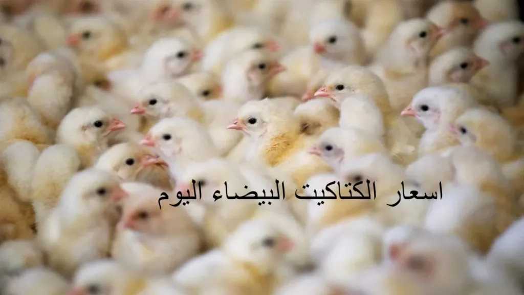 سعر الكتكوت الأبيض اليوم الإثنين 11 مايو 2026.. تراجع جديد في البورصة المصرية