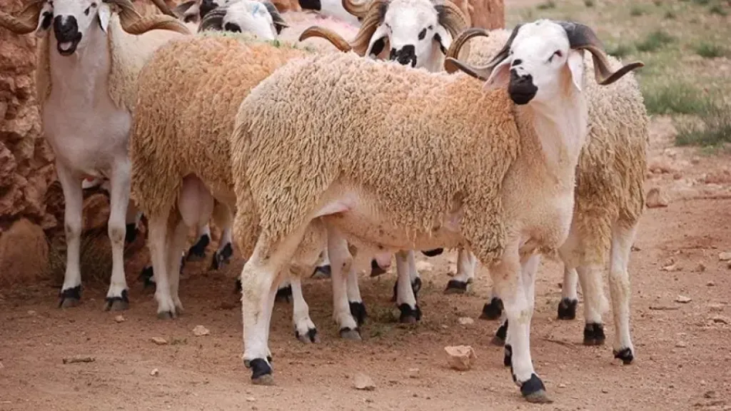 قبل شراء الأضحية.. أشياء يجب عليك التأكد منها في الماشية