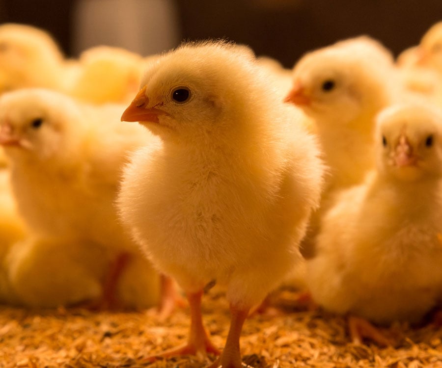 أسعار الكتاكيت 