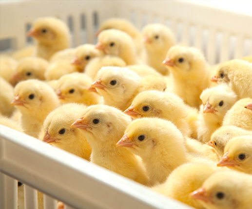 سعر الكتكوت الأبيض